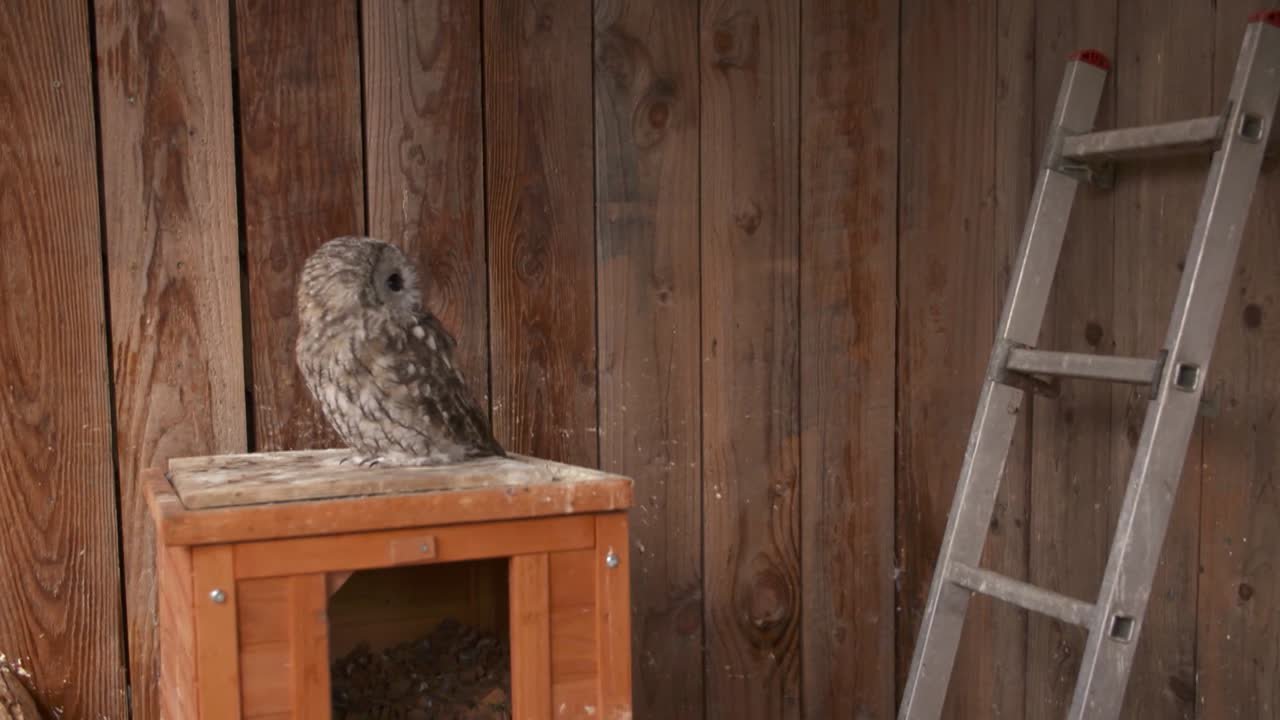 Ehrensache Greifvogelrettung