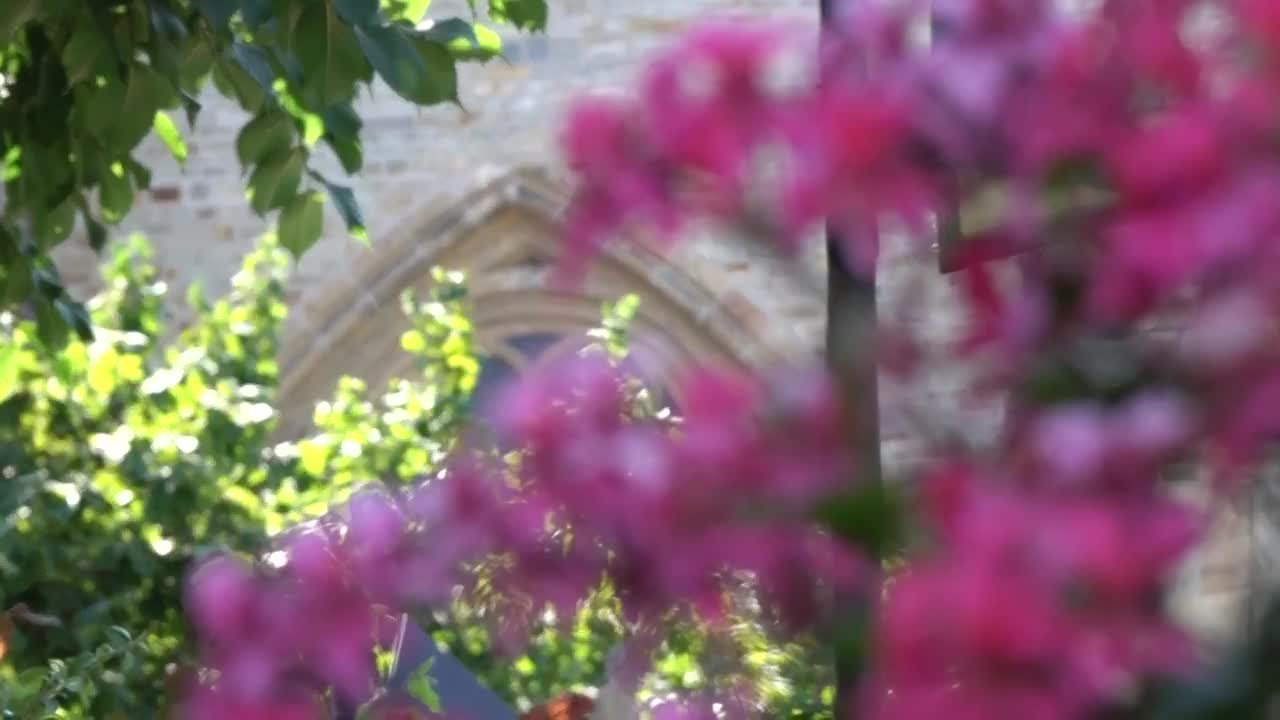 Fromme Bienen am Dom