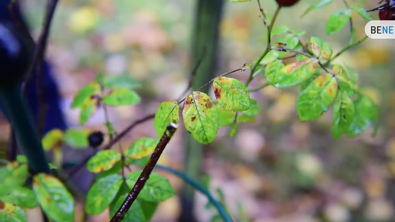 "Der Garten-Check"