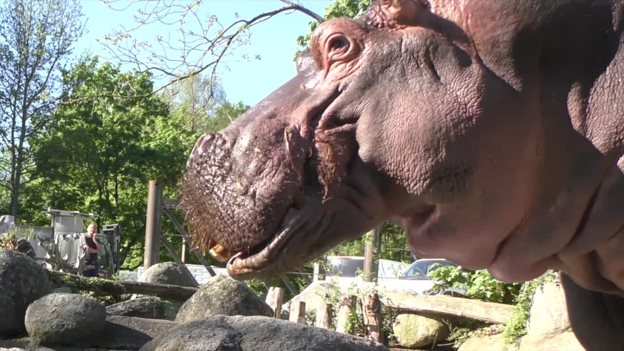 ZDF-Fernsehgottesdienst Tiere der Bibel 