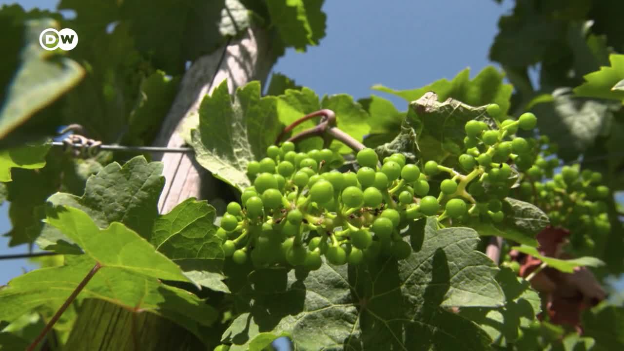 Glaubenssachen - Kirche und Wein