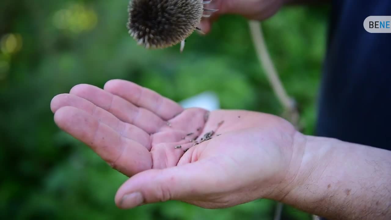 Benissimo: Samen von Fenchel, Karde und Mohn sammeln
