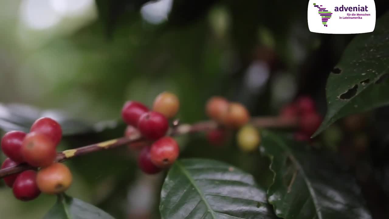 Eine Kaffeekooperative für Mexikos Indigene