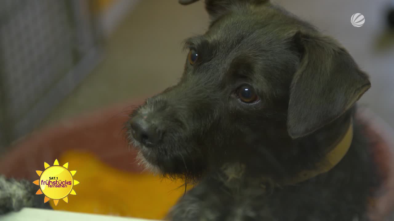 Ehrensache: Hundetrainerin