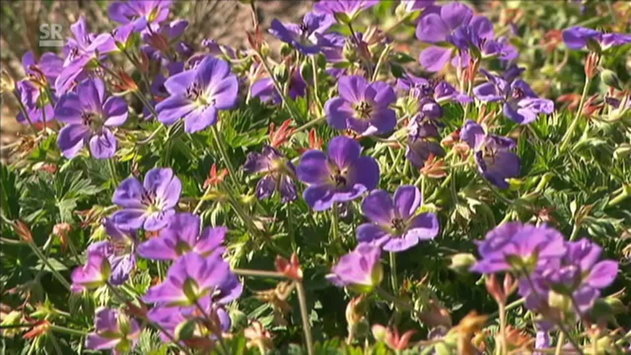 Aus christlicher Sicht - Sonnengesang