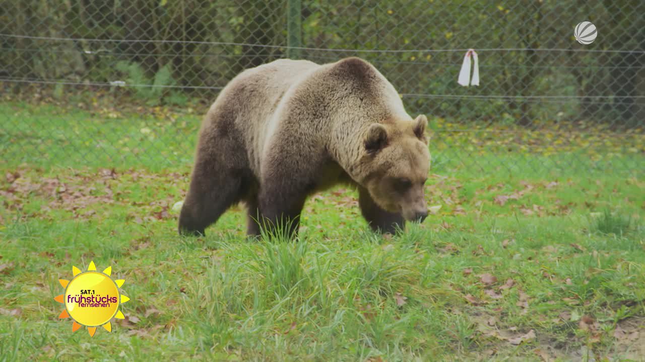 Ehrensache: Bärenwald 