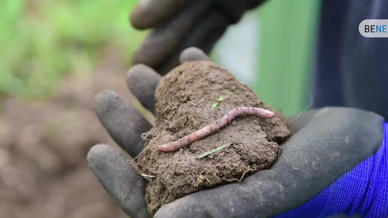 BENISSIMO: Wie man den Garten richtig umgräbt