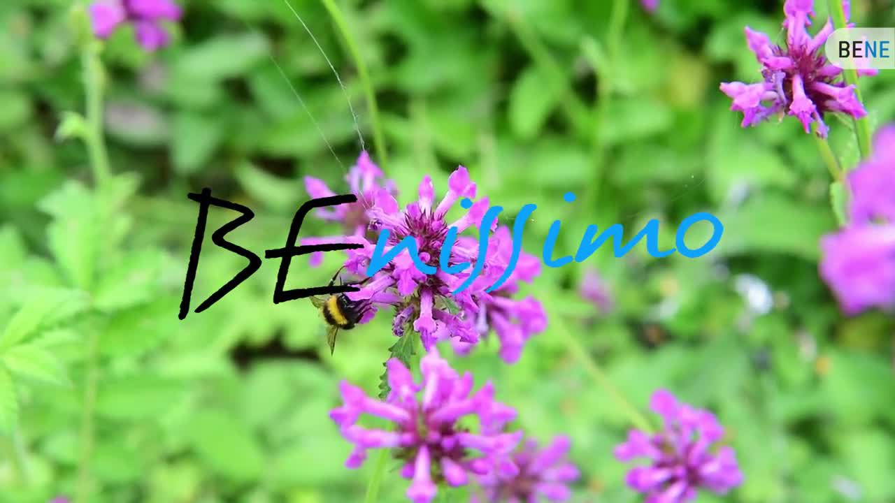 Tipps aus dem Klostergarten