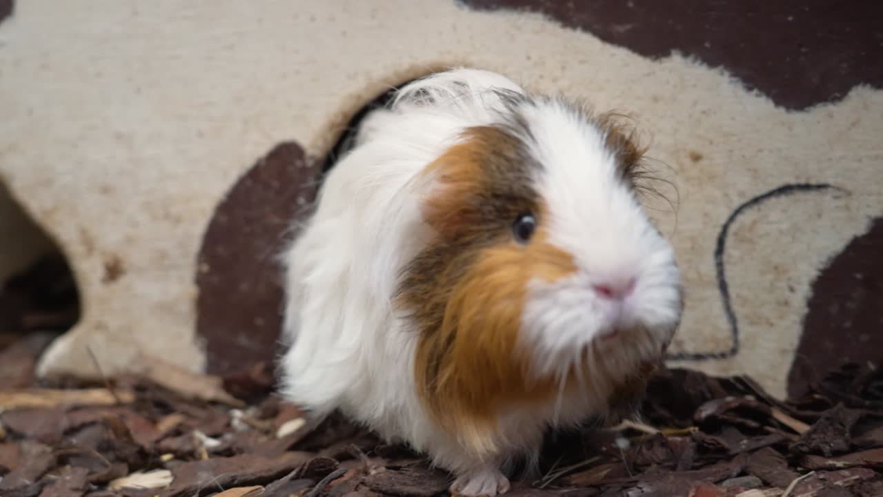 Ehrensache "Meerschweinchenretterin"