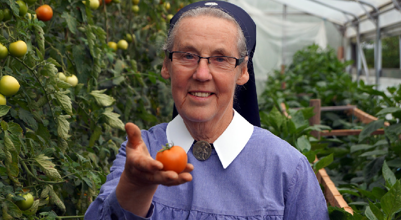 Gutes aus Gottes Garten Tomatenernte auf der Liebfrauenhöhe in Ergenzingen