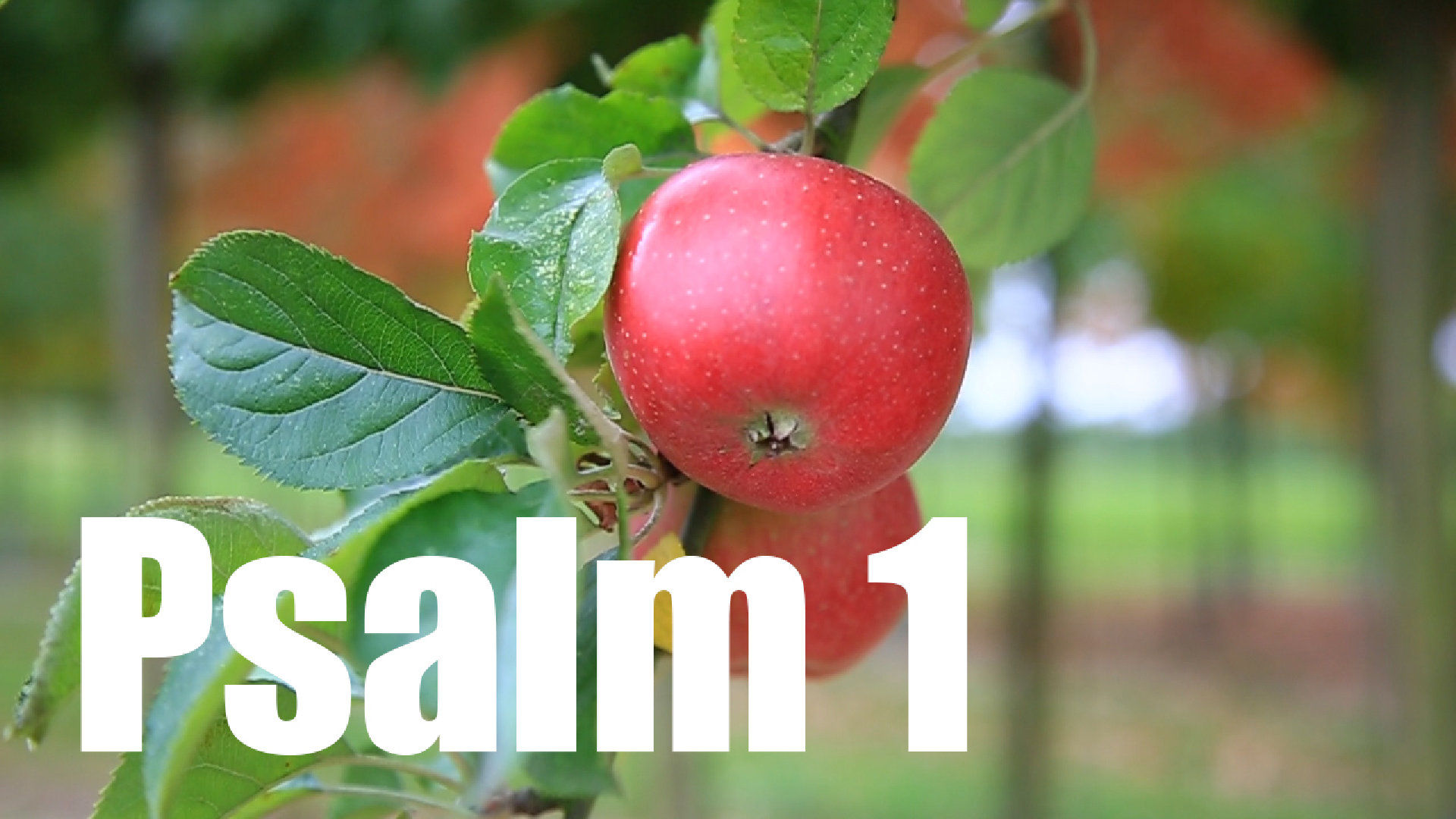 Psalm 1