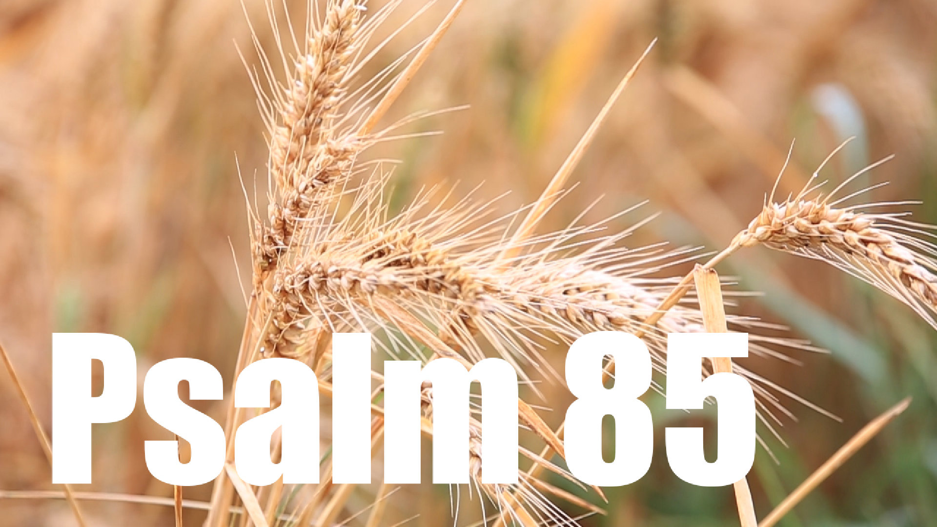 Psalm 85