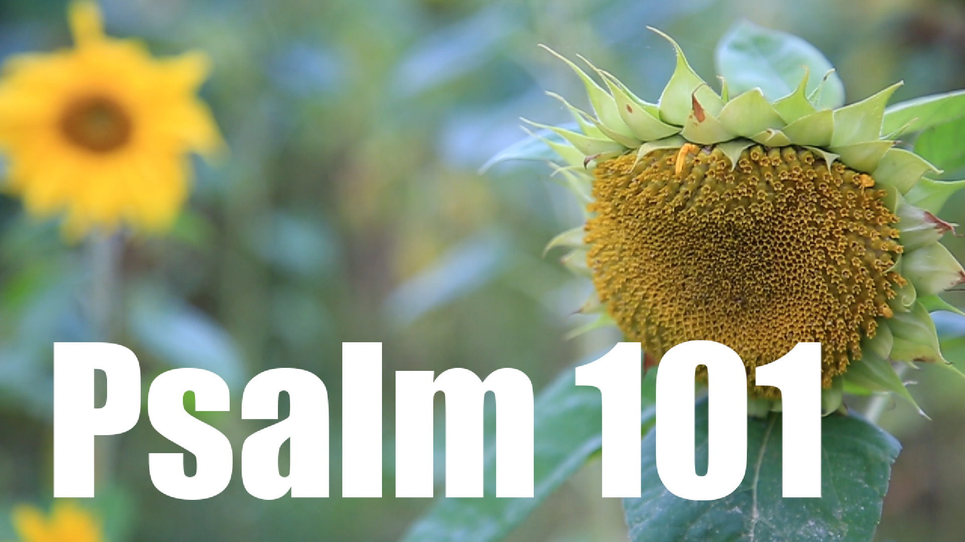 Psalm 101