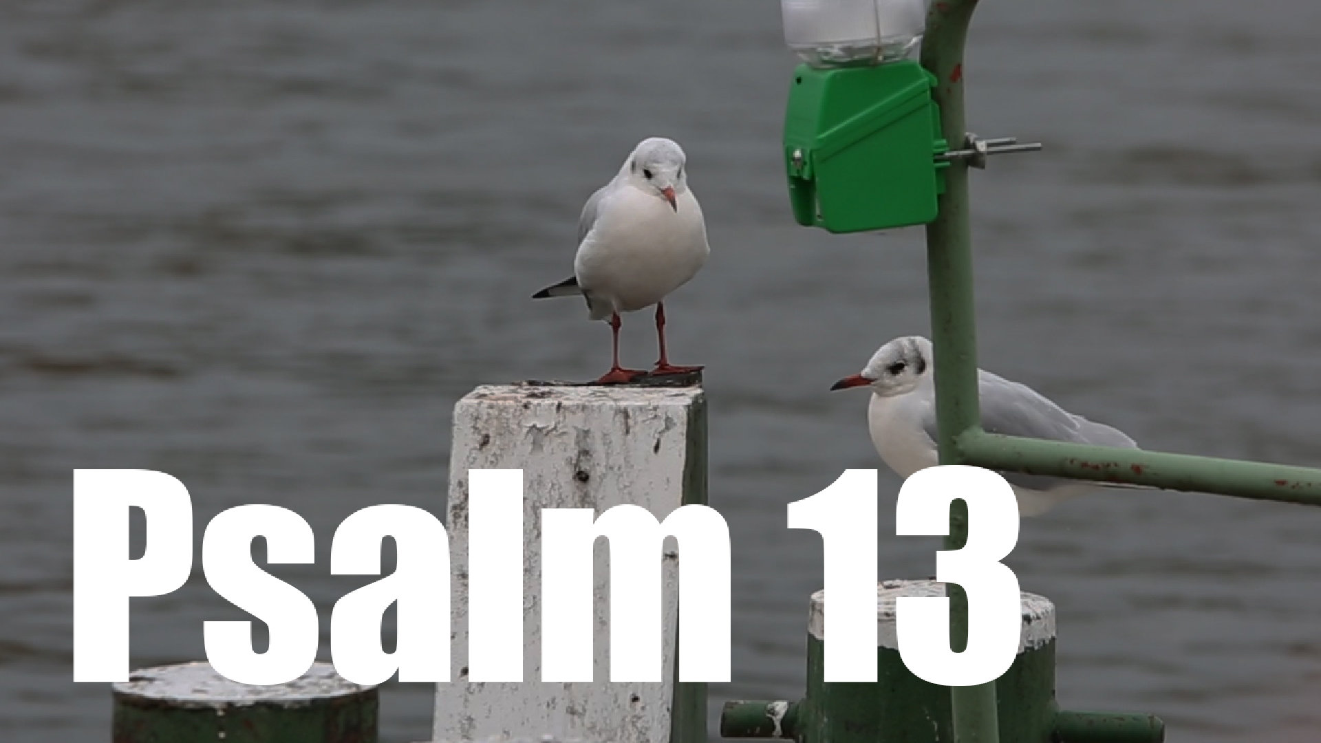 Psalm 13