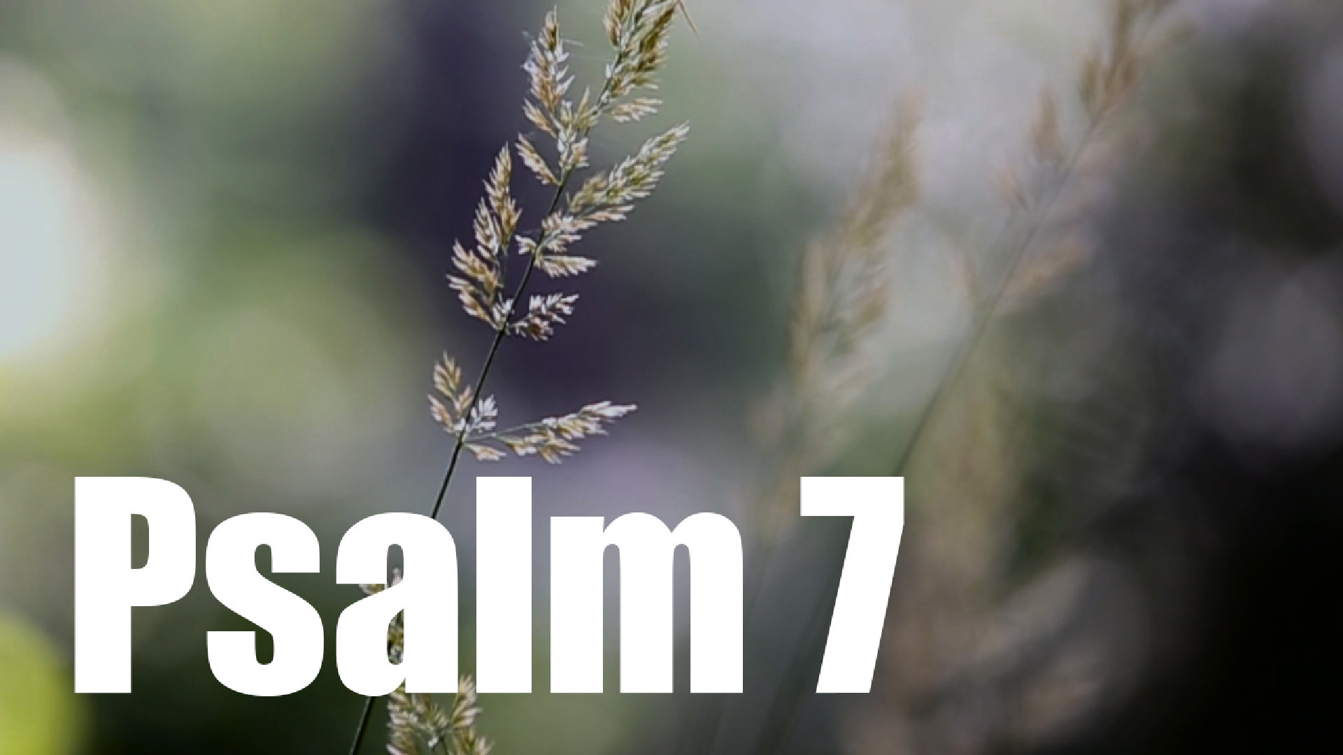 Psalm 7
