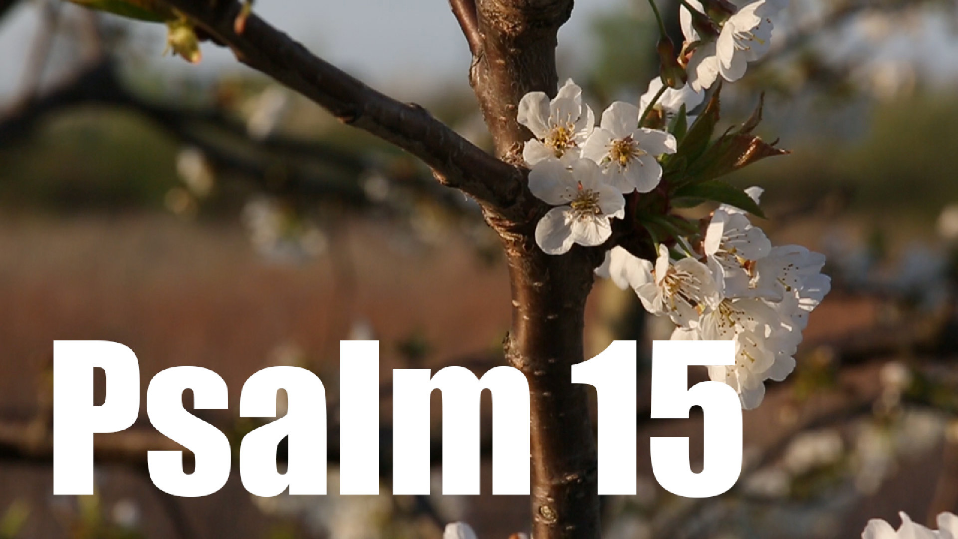 Psalm 15