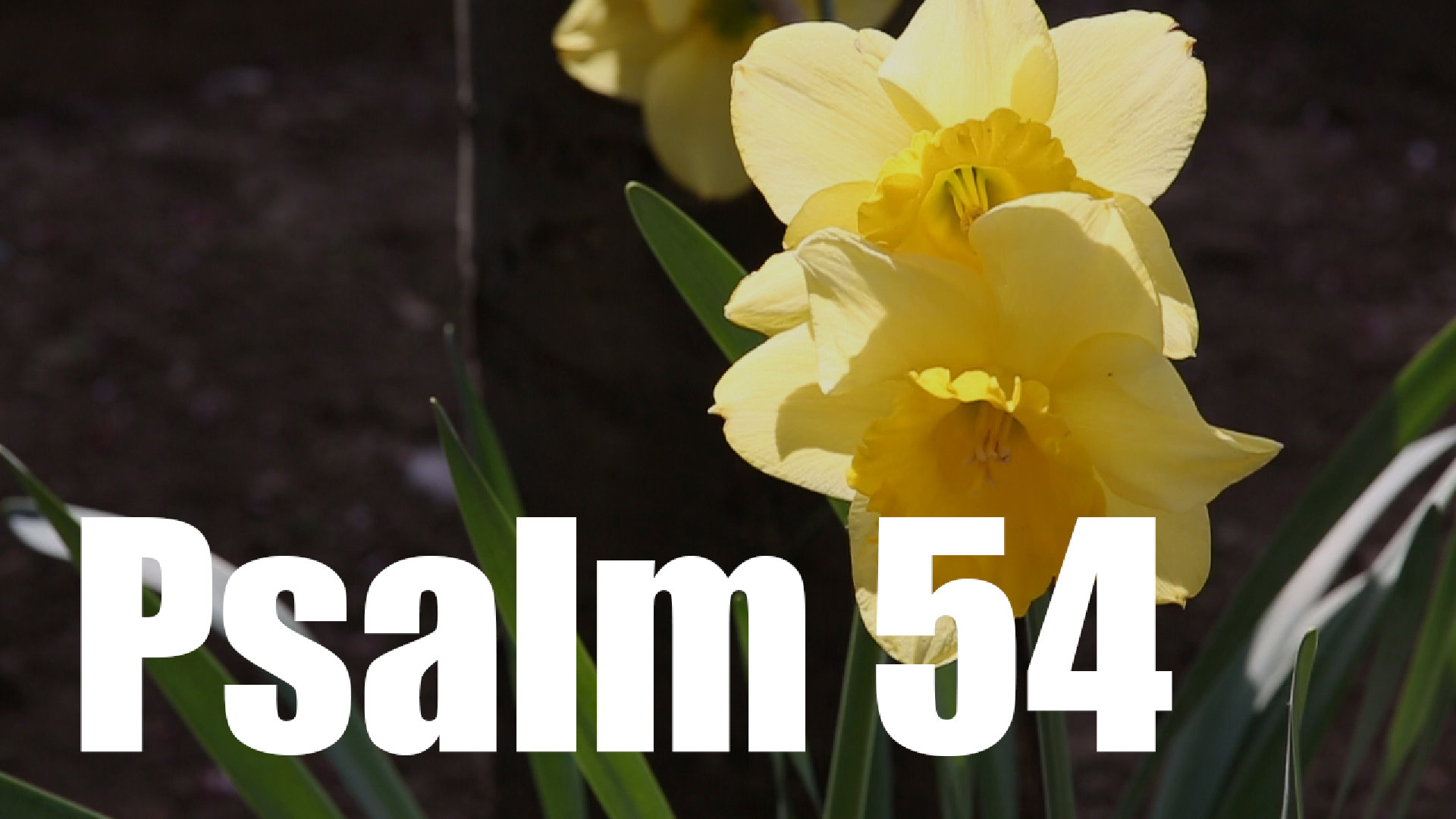 Psalm 54