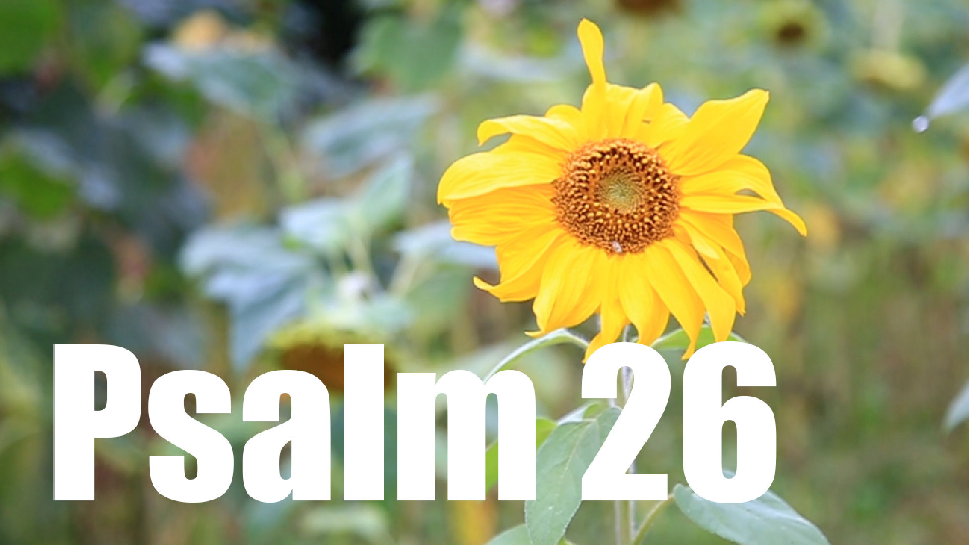 Psalm 26