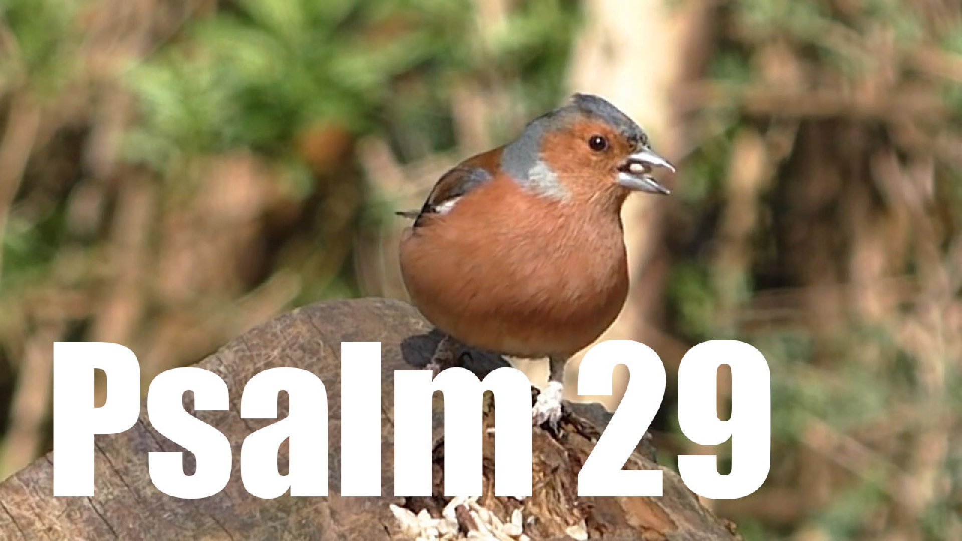 Psalm 29