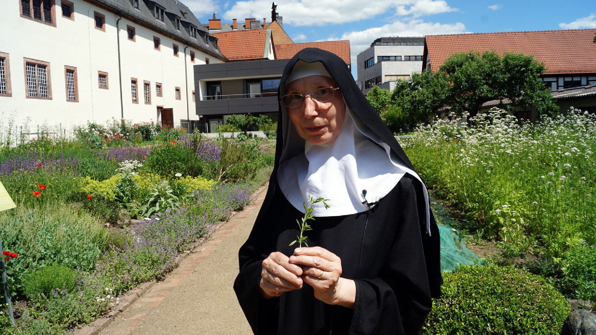 Klosterkraut des Monats: "Bohnenkraut"