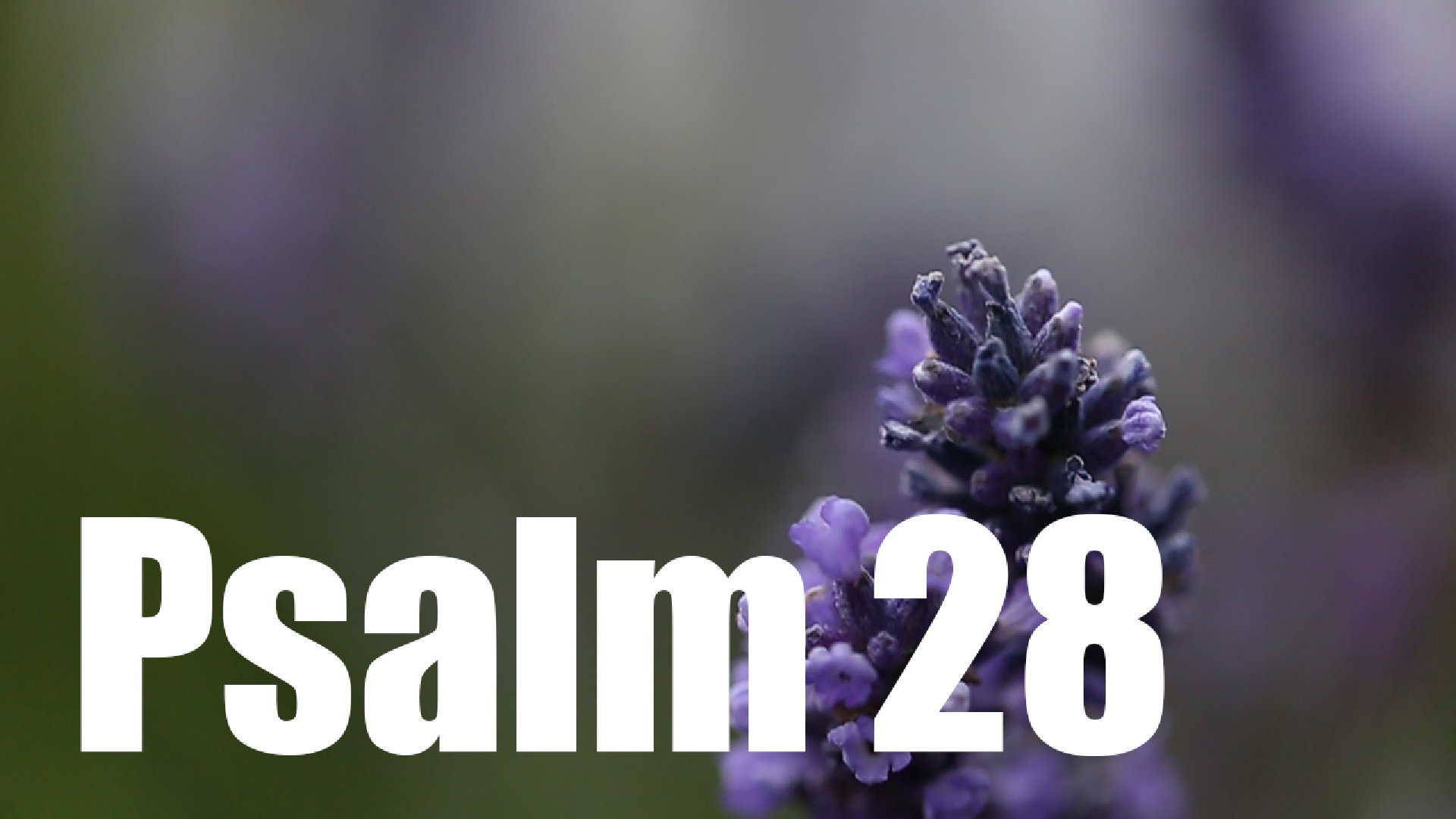 Psalm 28