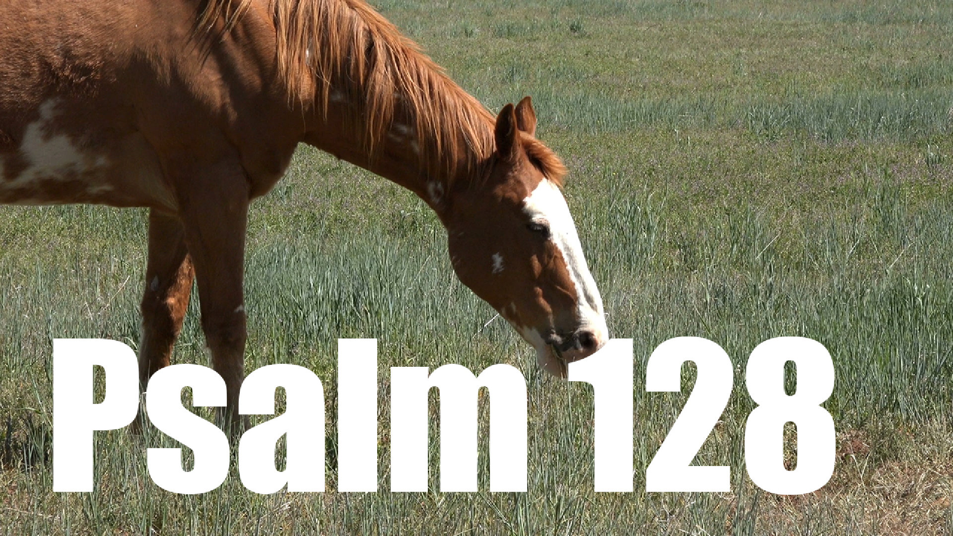Psalm 128