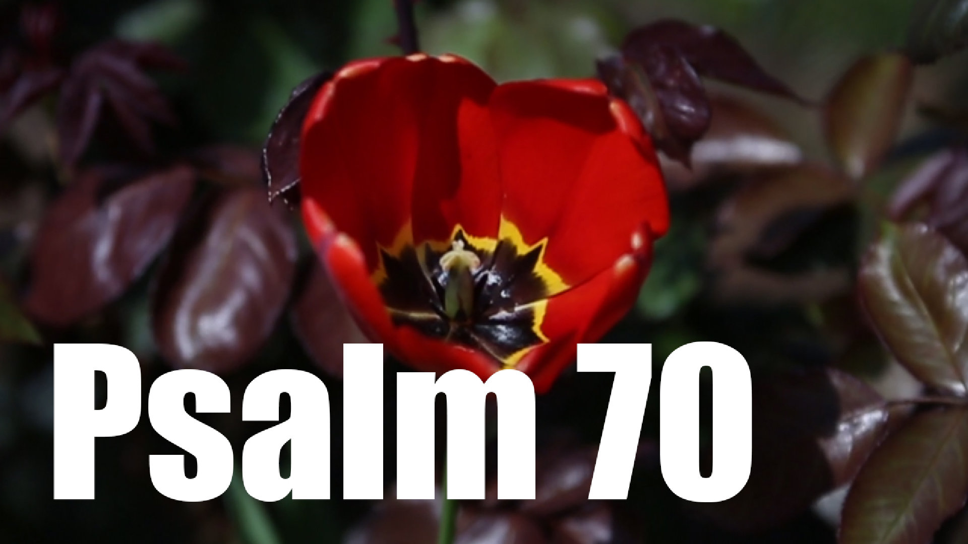 Psalm 70