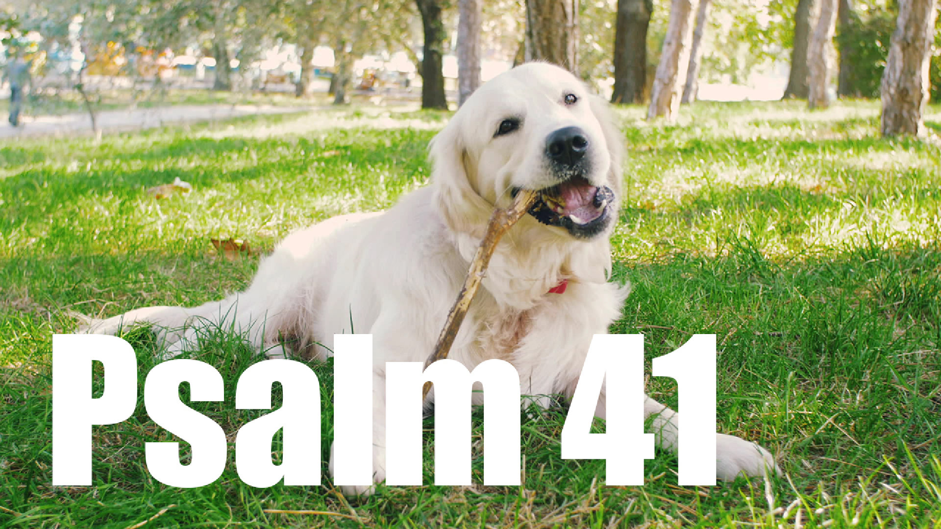 Psalm 41