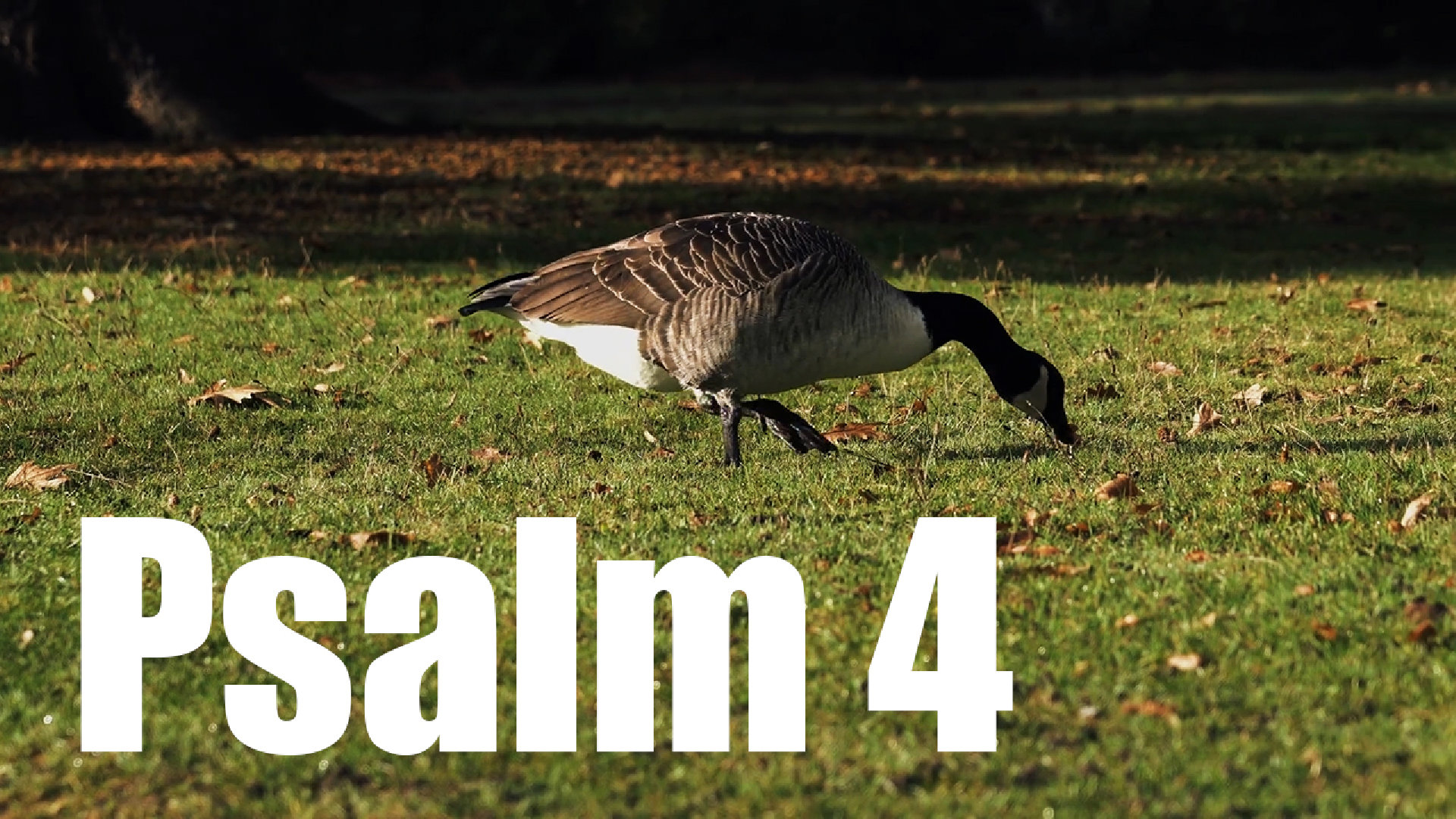 Psalm 4