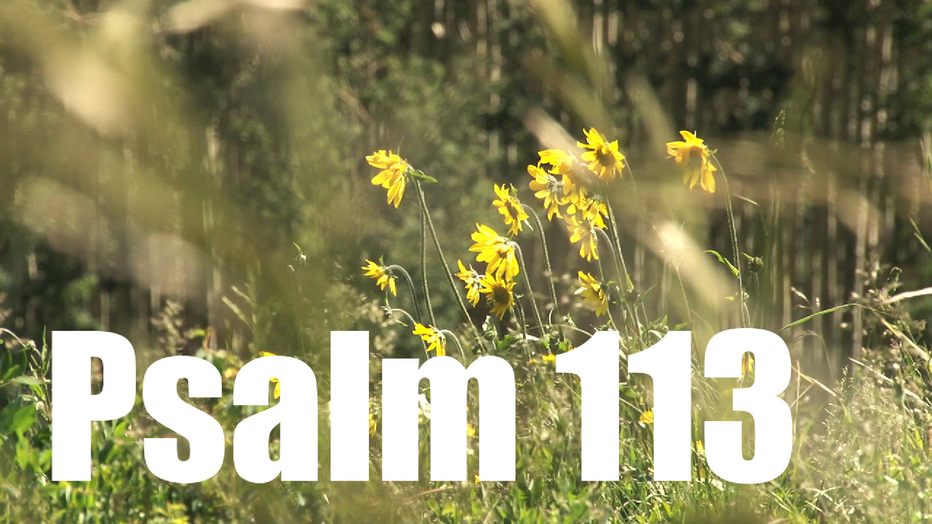 Psalm 113