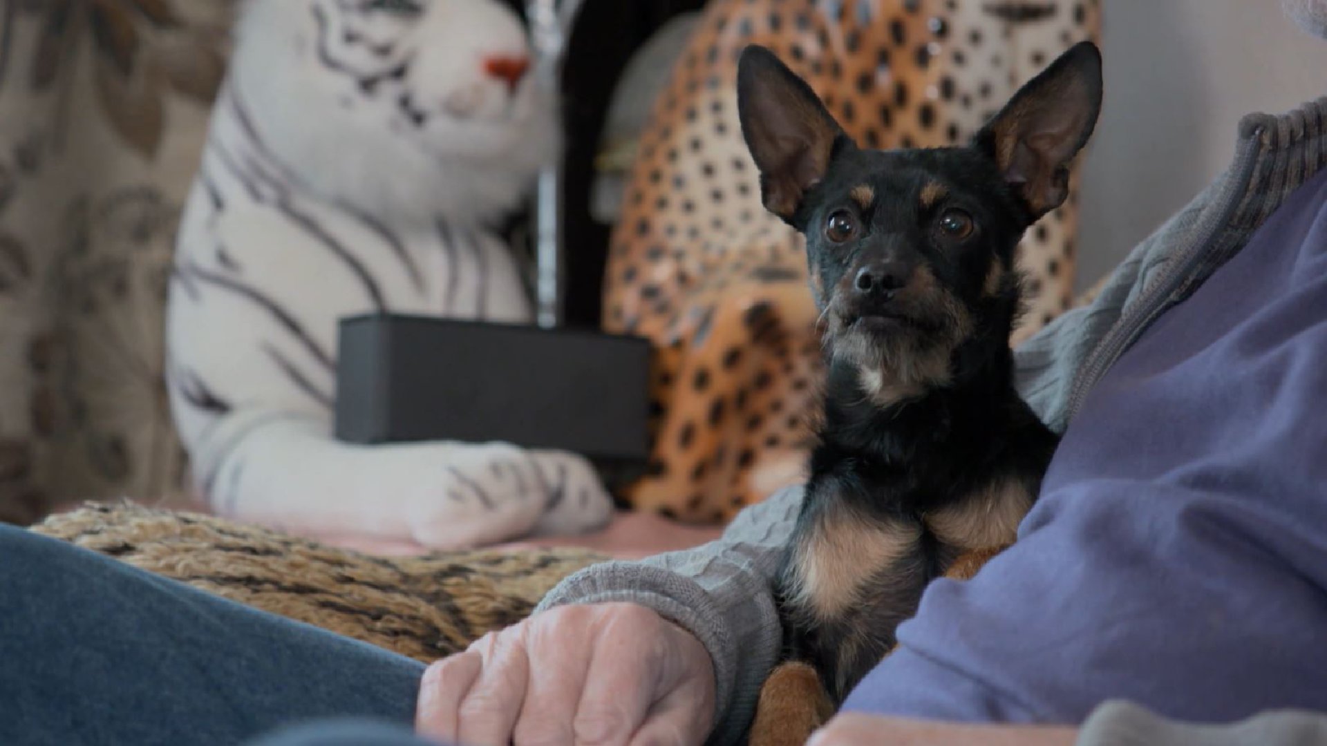 Ehrensache: Hundewelpen in Not