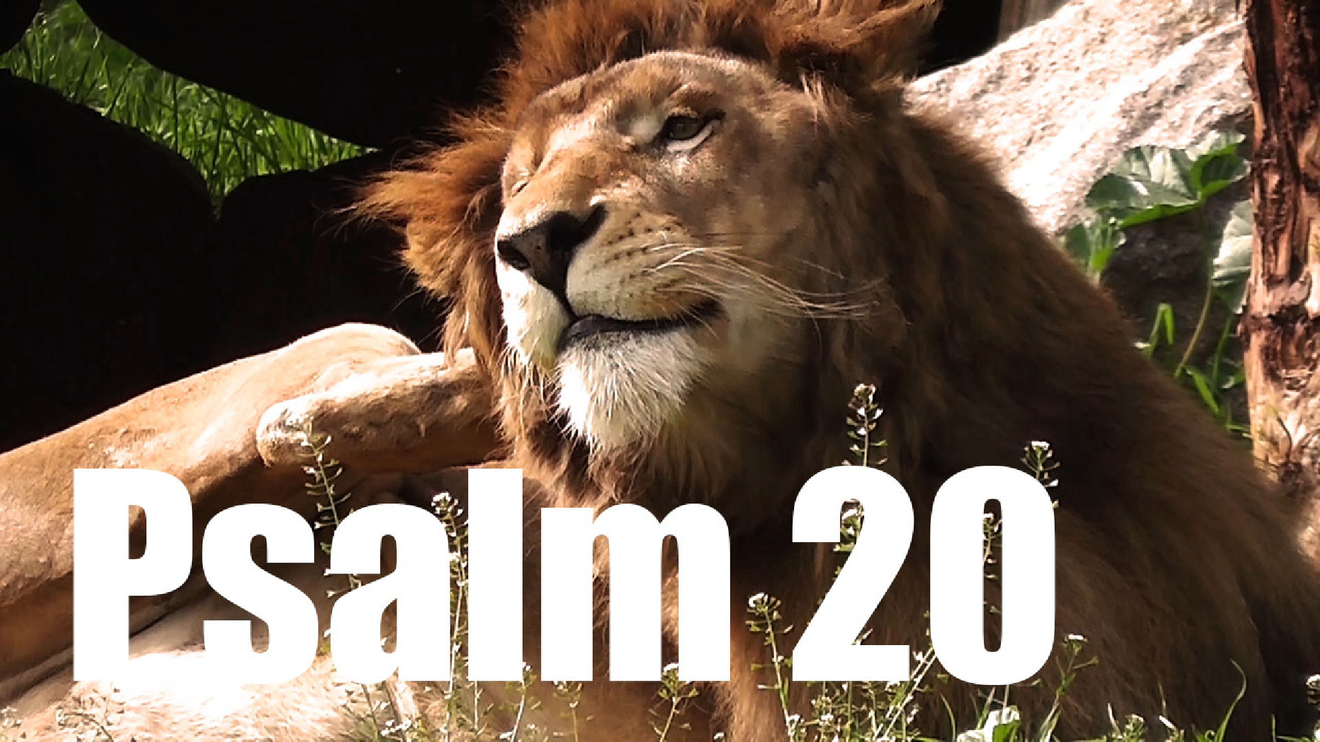 Psalm 20
