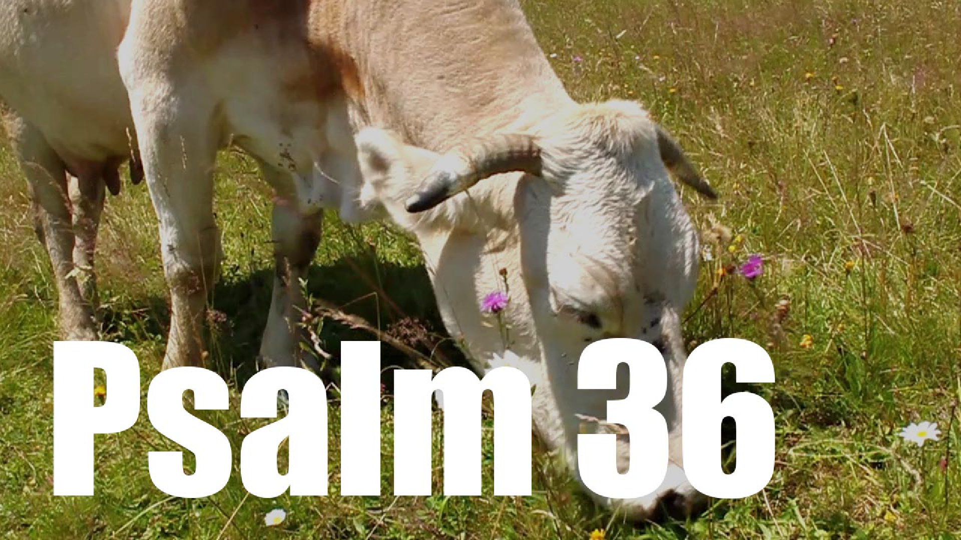 Psalm 36