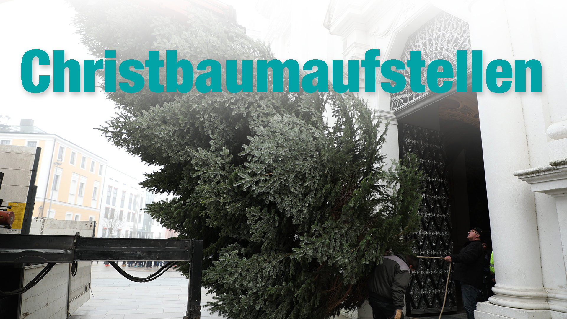 Der Christbaum im Stephansdom steht!