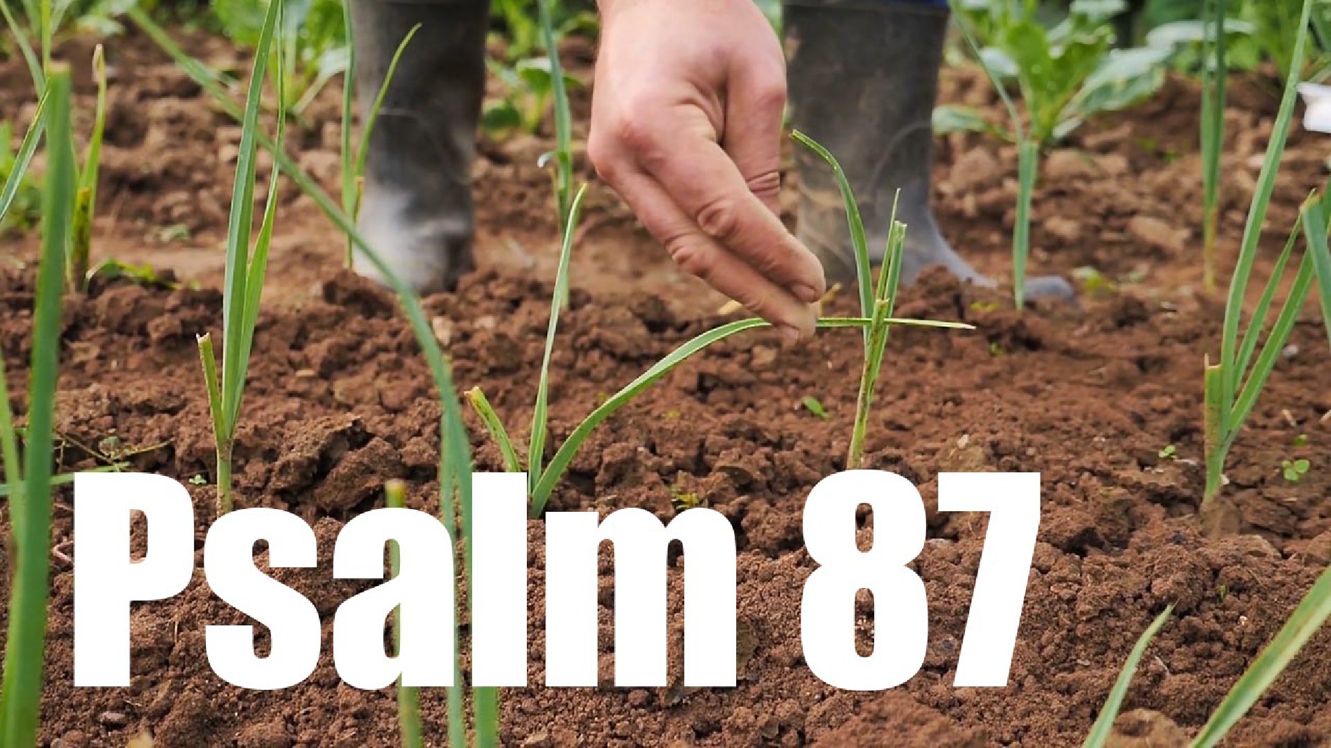 Psalm 87