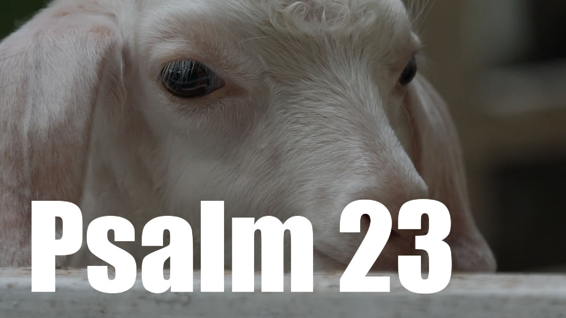 Psalm 23