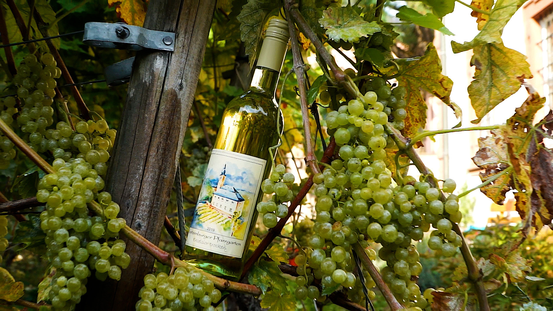 Hessens wohl kleinster Weinberg - Krotzenburger Pfarrgarten