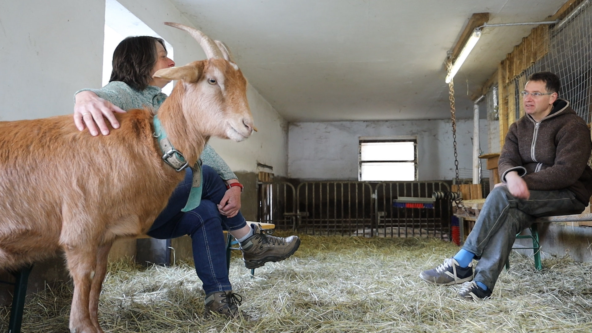 Pastorale Gespräche im Ziegenstall - der Stalltalk