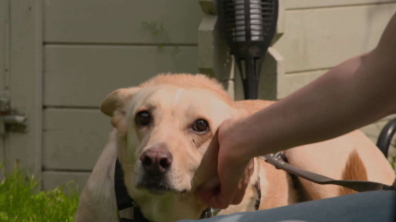 Ehrensache Pflegestellen Tierschutz