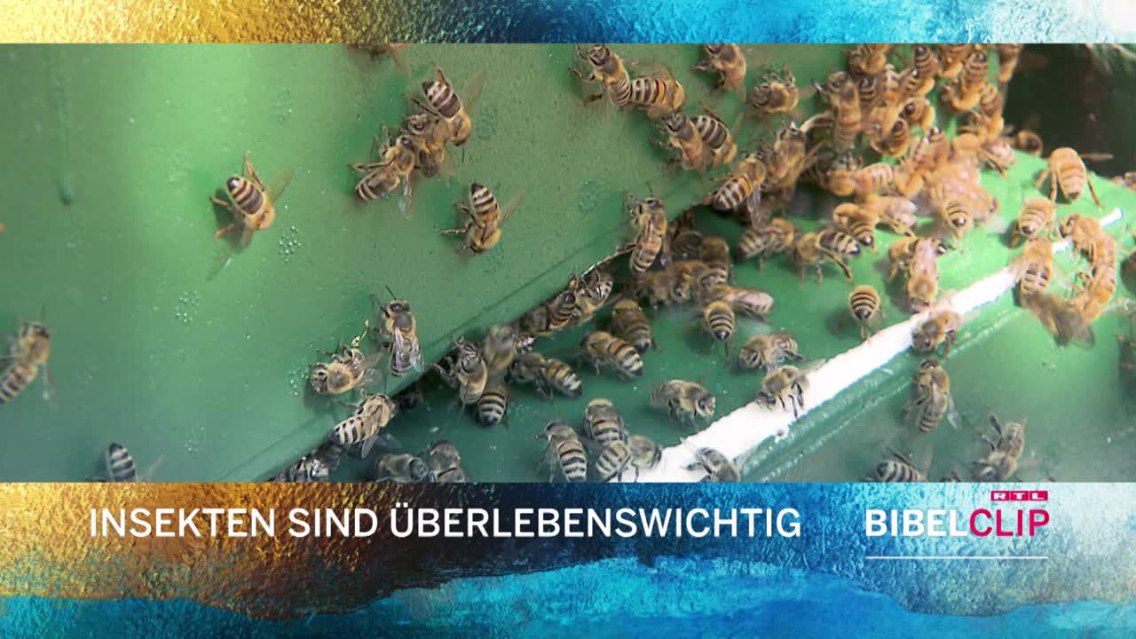 RTL-Bibelclip - Bienensterben