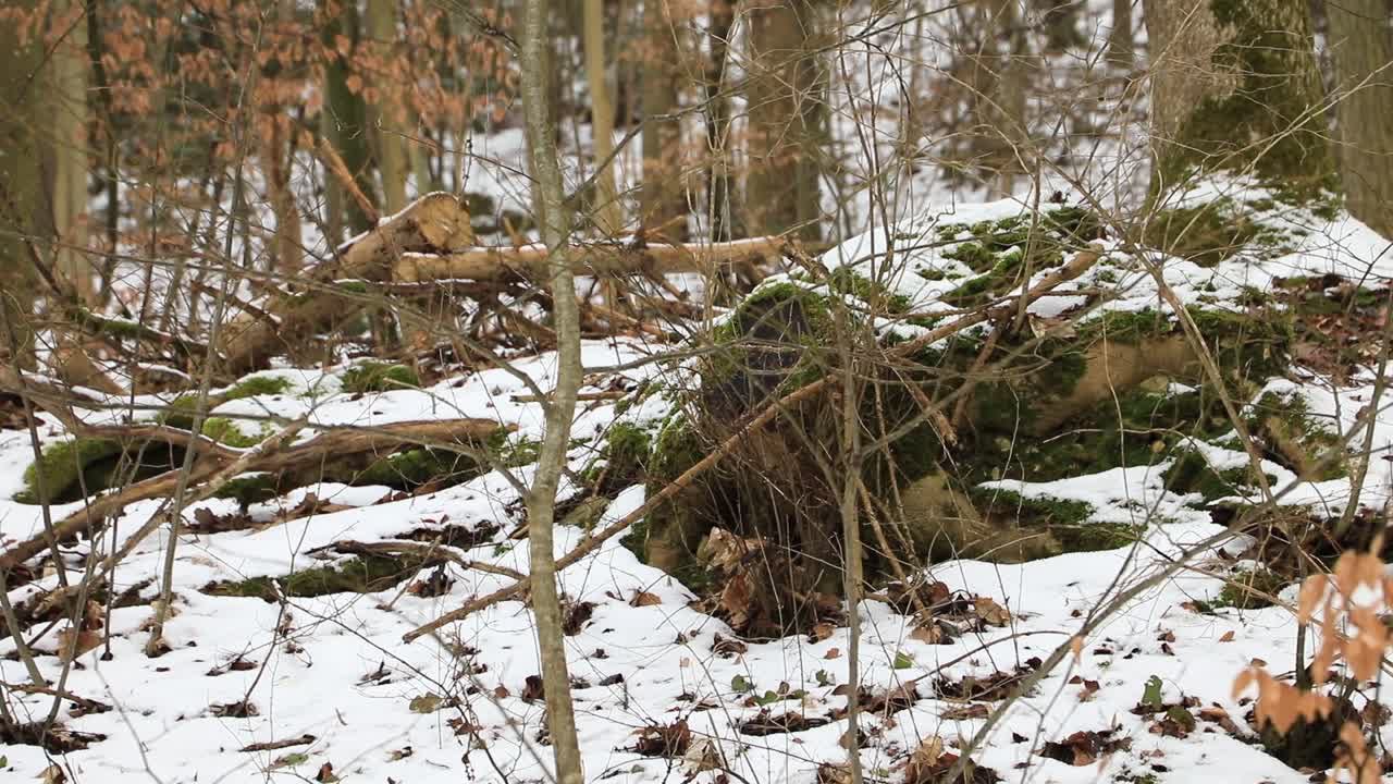 Wanderausstellung "Frauen und Wald" in Eichstätt