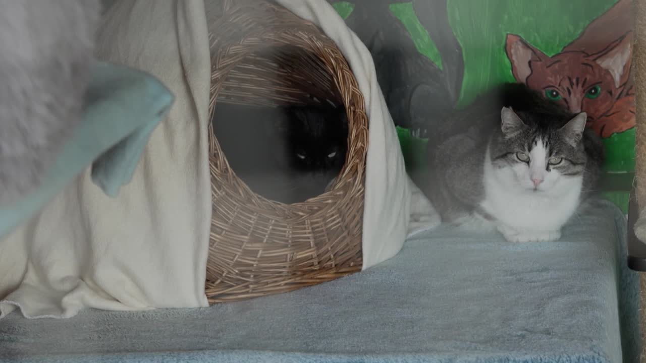 Ehrensache "Katzenschutzfreunde"