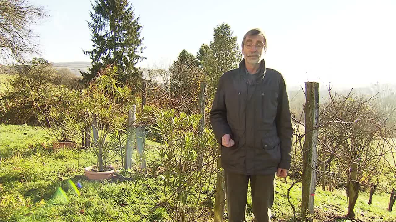 Aus christlicher Sicht - Arbeitern im Weinberg