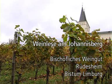 Bistum Limburg: Traubenlese im Bischöflichen Weingut Rüdesheim