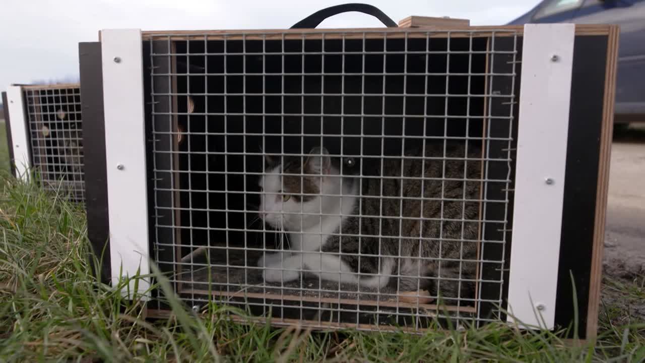 Ehrensache: Streunerkatzen