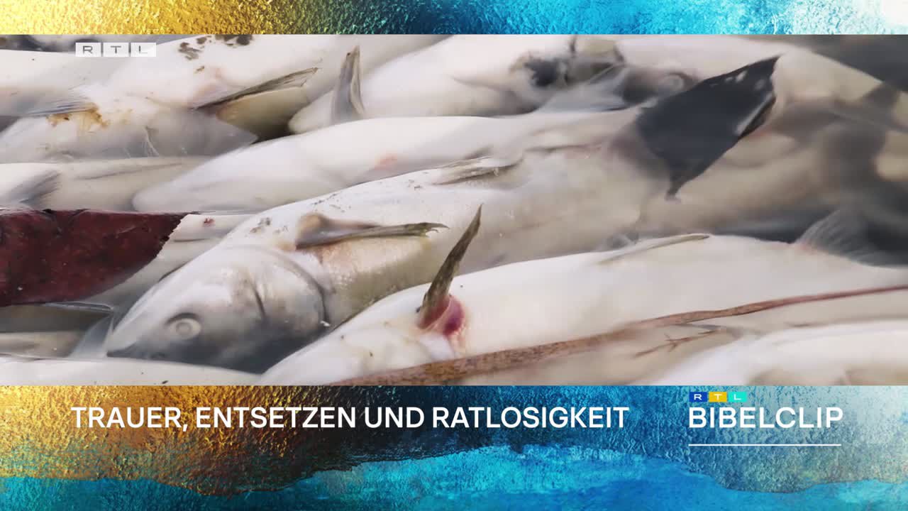 RTL-Bibelclip - Fischsterben in der Oder