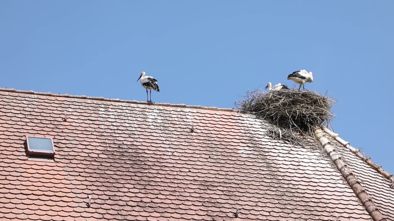 Weißstörche auf dem Kirchendach