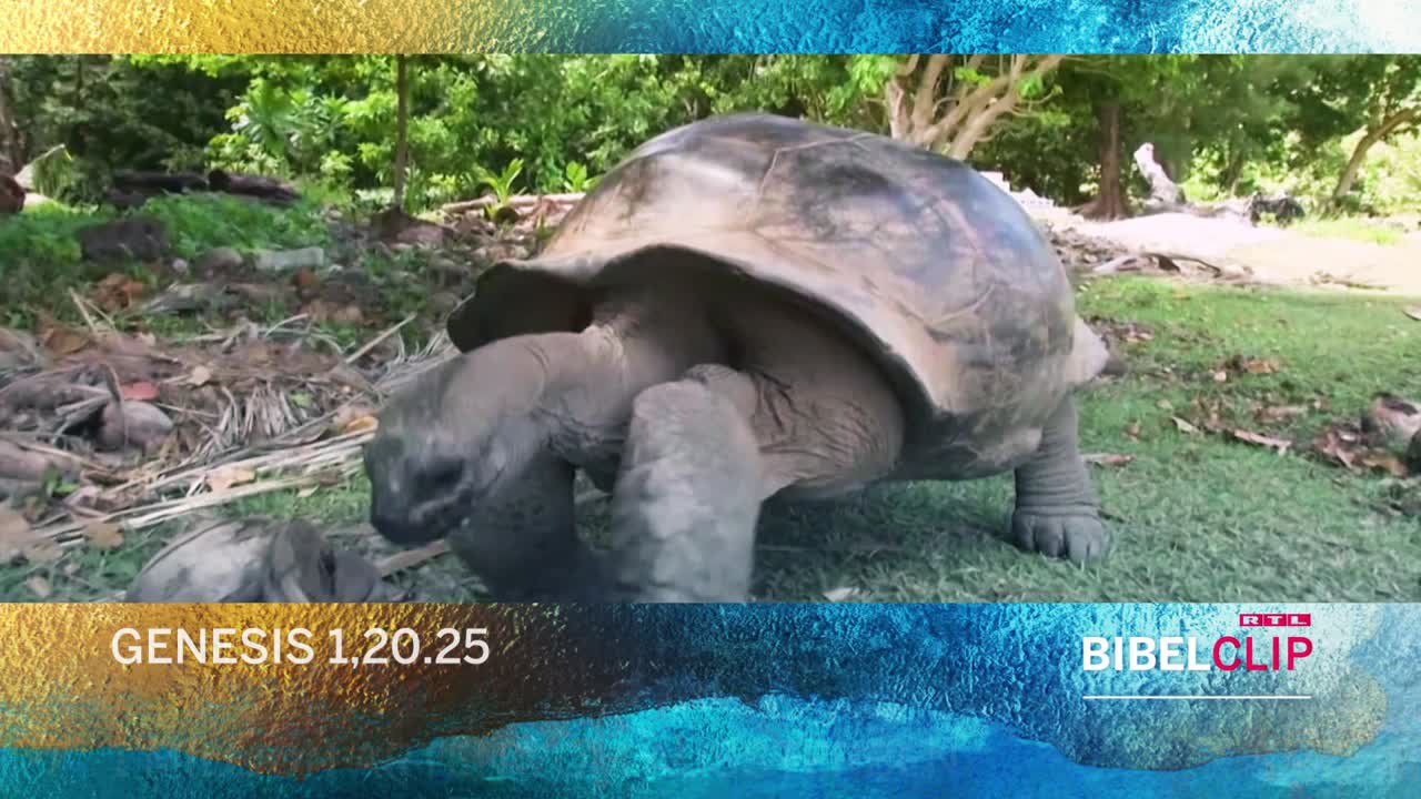 RTL-Bibelclip - Artenvielfalt