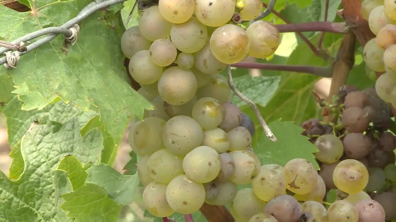 Bei der Weinlese in Rüdesheim